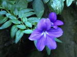 گل یاقوتی